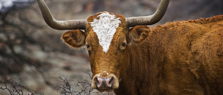 Longhorn