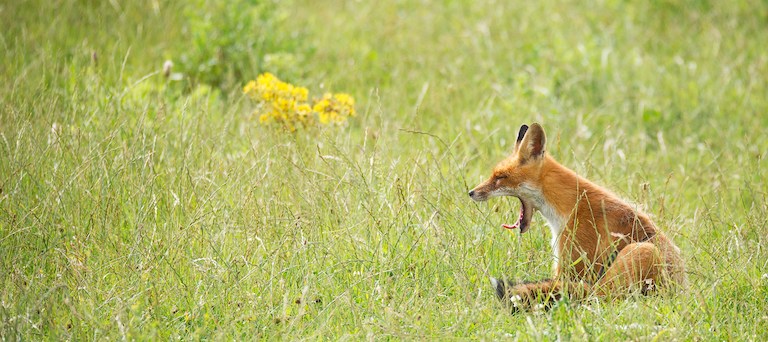 a yawning fox in a green field.