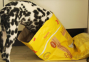 How Anthropic Dogfoods On Claude Code 